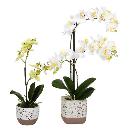VICKERMAN 13.5 x 18 in. RT Mini White Phalaenopsis FN180901